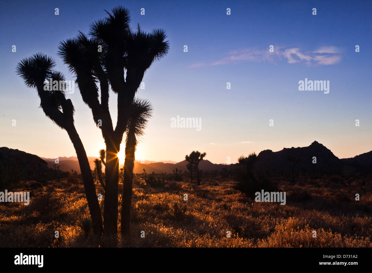 Silhouette of a Joshua Tree at sunset - Mojave Desert, California Stock Photo