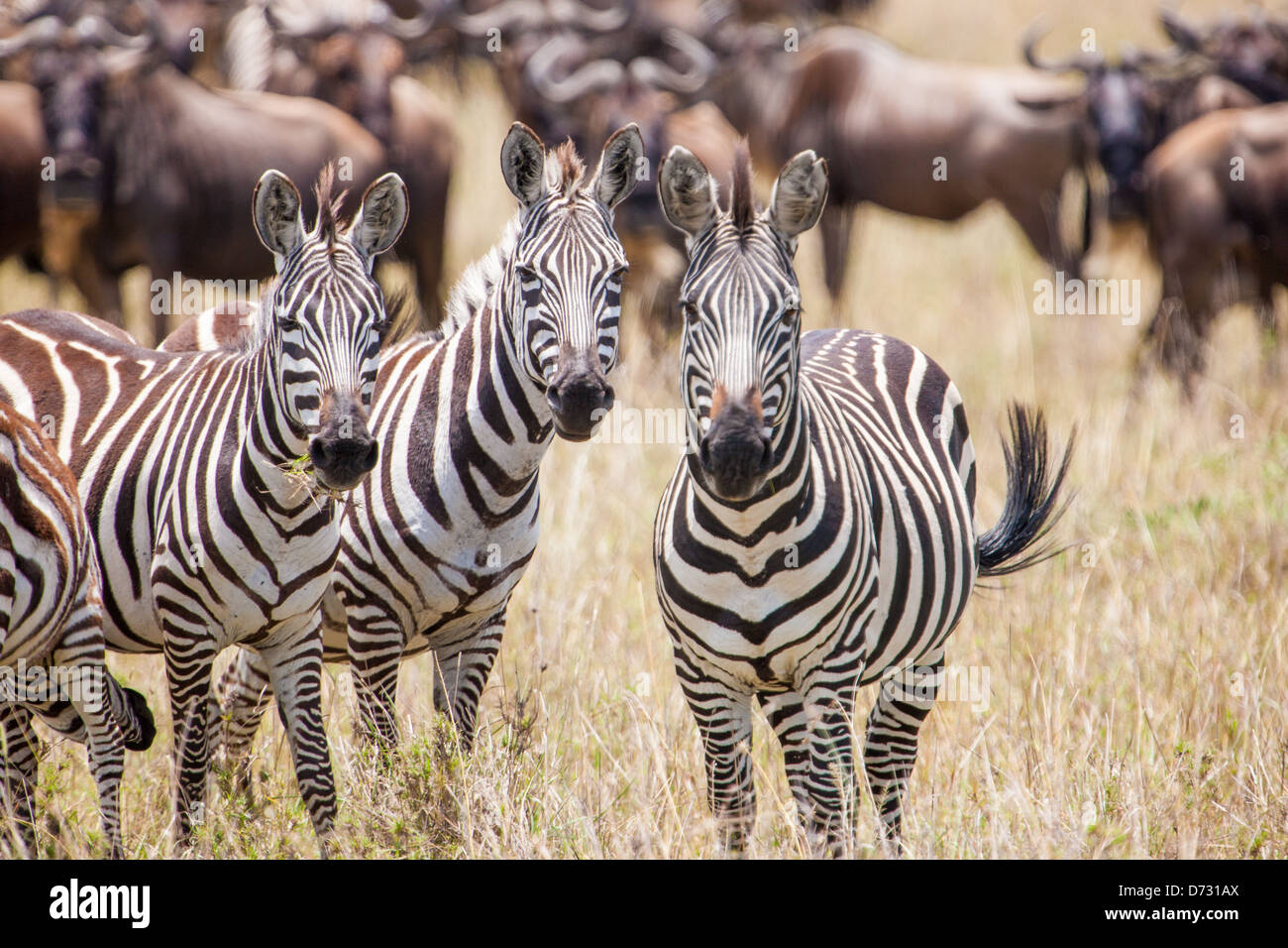 Herd of Zebra Stock Photo - Alamy