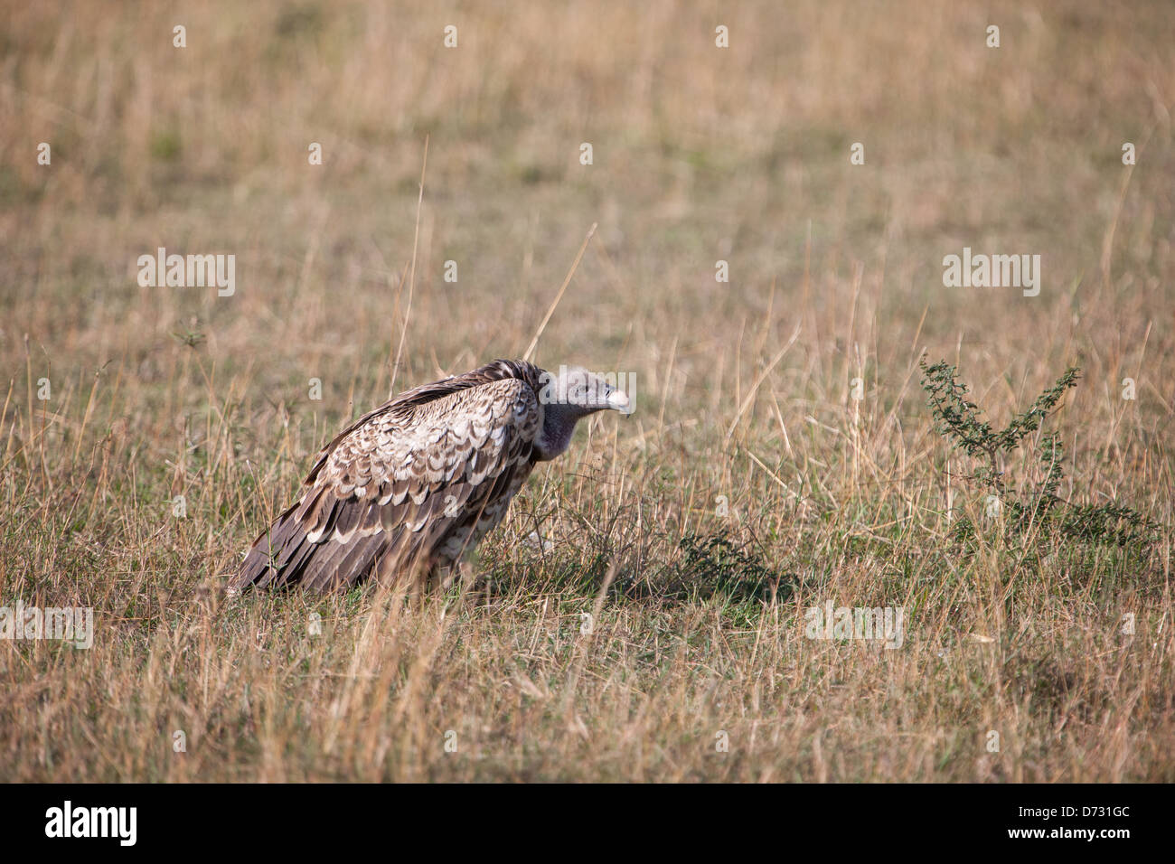 Rueppells griffon vulture gyps hi-res stock photography and images - Alamy