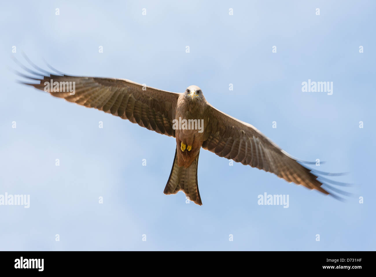 Black Kite flying Stock Photo