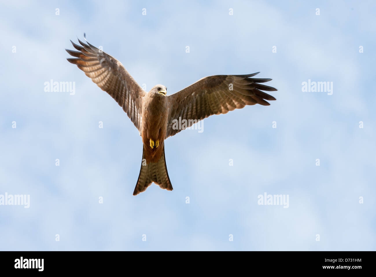 Black Kite flying Stock Photo
