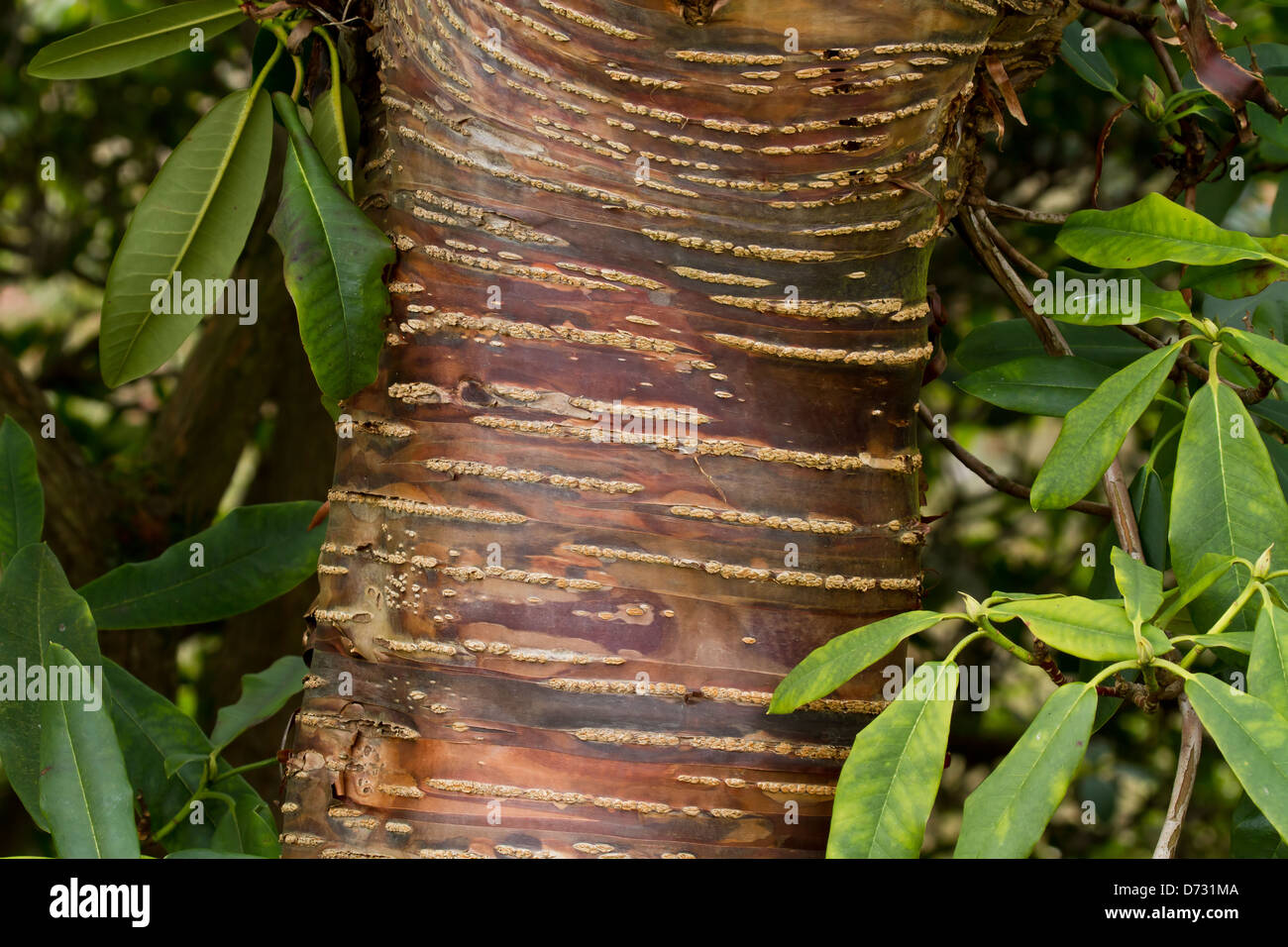 Himalayan Cherry Tree trunk showing patterned bark. Stock Photo