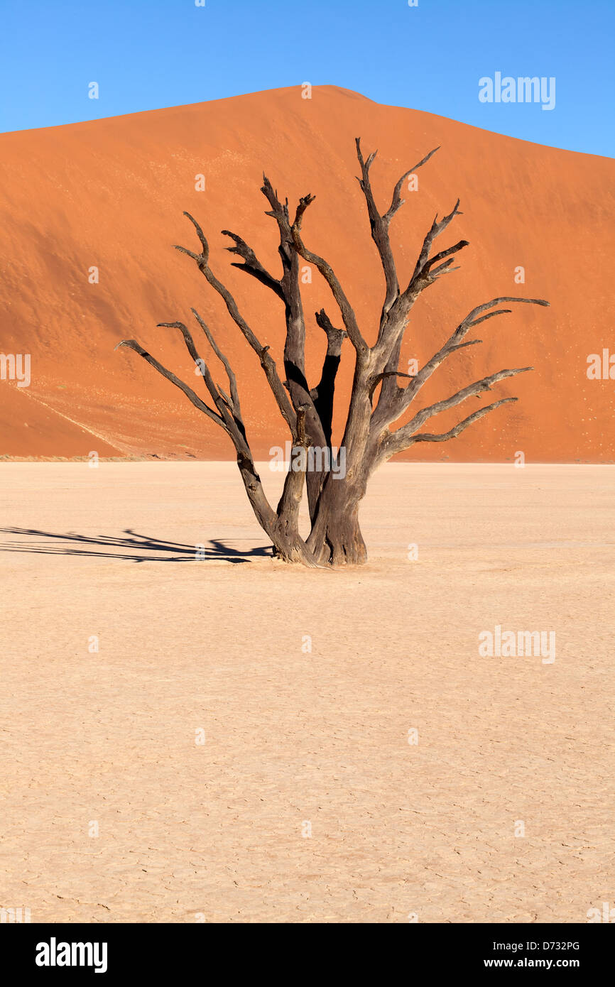 Dead vlei tree in Namibia, Africa Stock Photo