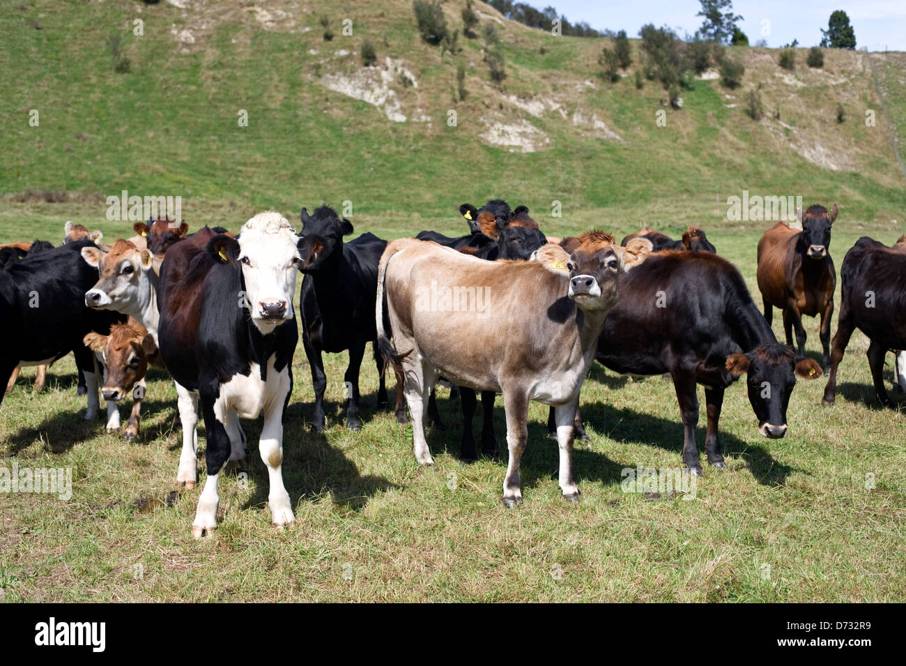 Cows wait for the end of time in a New Zealand paddock Stock Photo