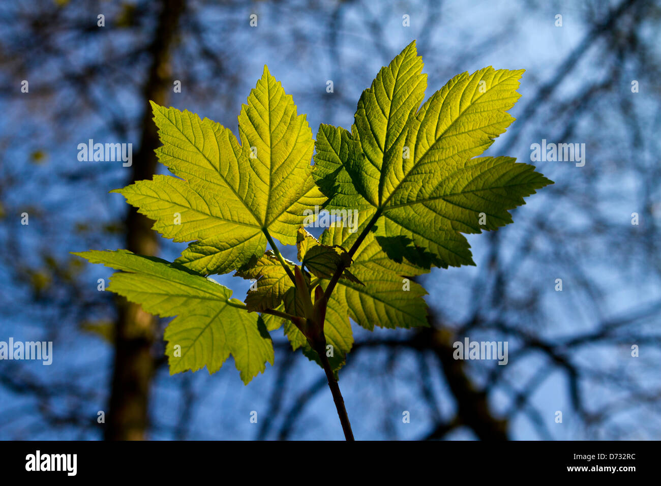 Spring tree leaves against a blue background Stock Photo - Alamy