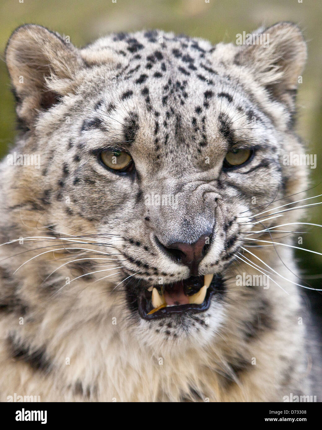 Growling Snow Leopard