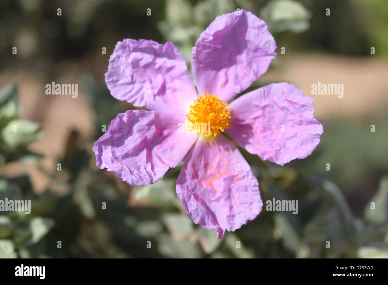 Wild flower in spain Stock Photo Alamy