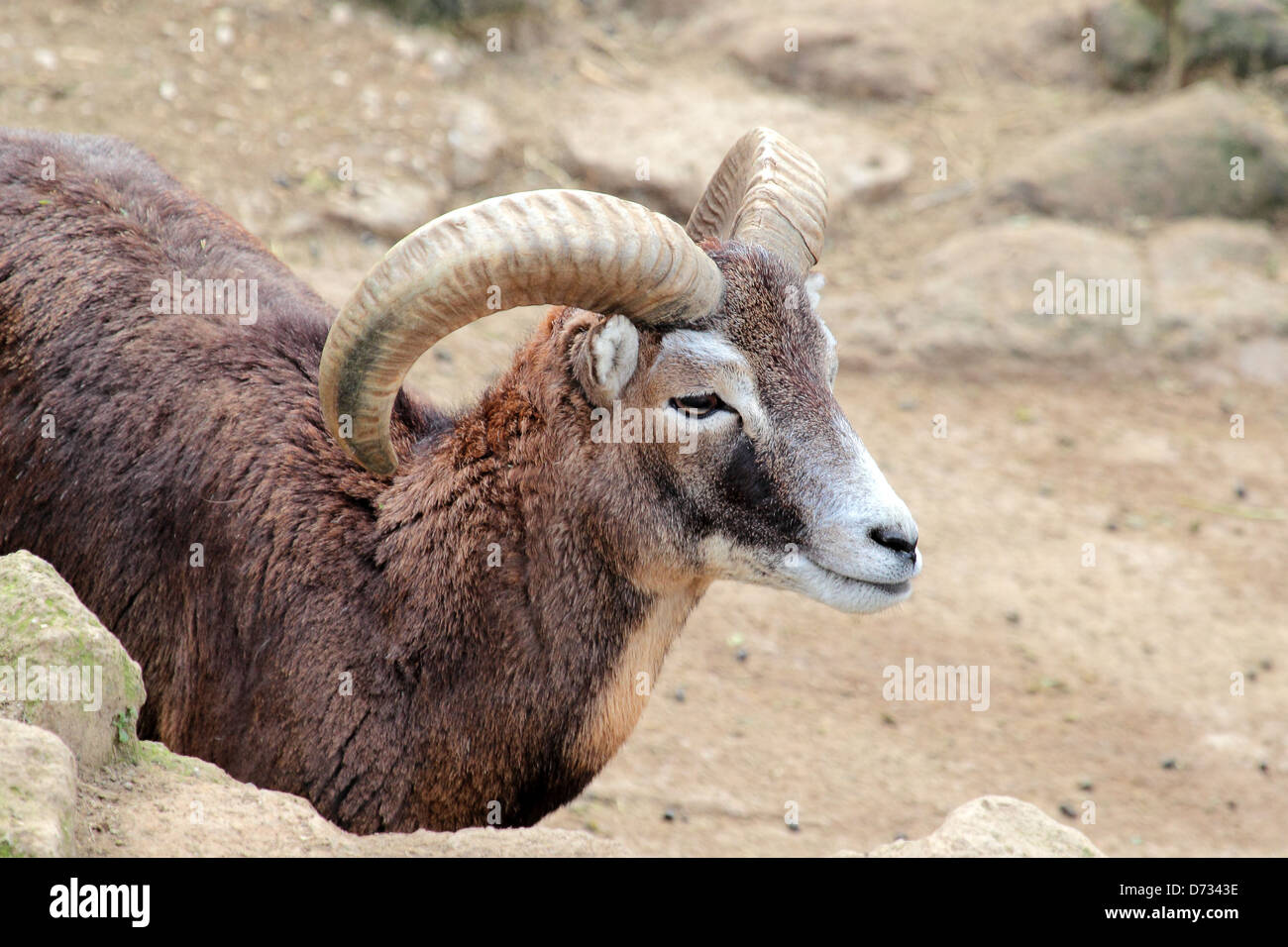 A male goat of Montecristo Island (Capra aegagrus hircus) with typical long curved horns, beetwen the rocks Stock Photo
