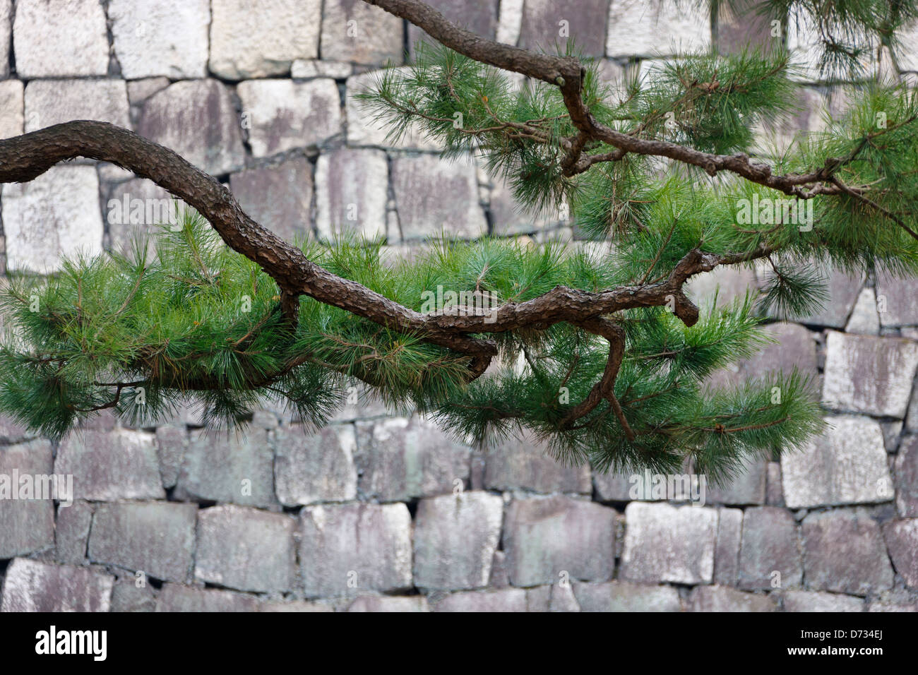 Pine tree with the wall of Nijo Castle, Kyoto, Japan Stock Photo