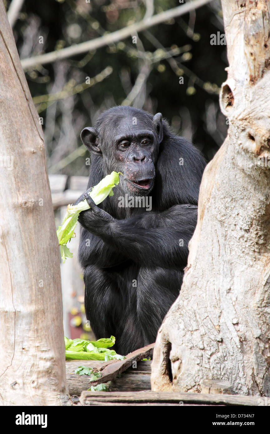 A chimpanzee (Pan Troglodytes) in a zoo, eating a vegetable Stock Photo