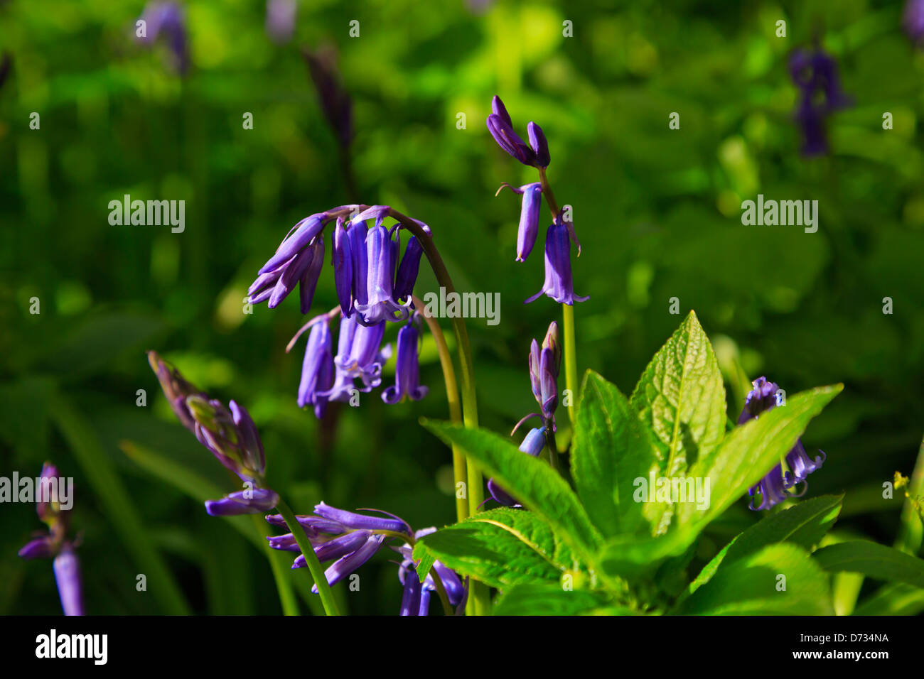 Bluebells in Bluebell Wood, Peterborough, England Stock Photo Alamy