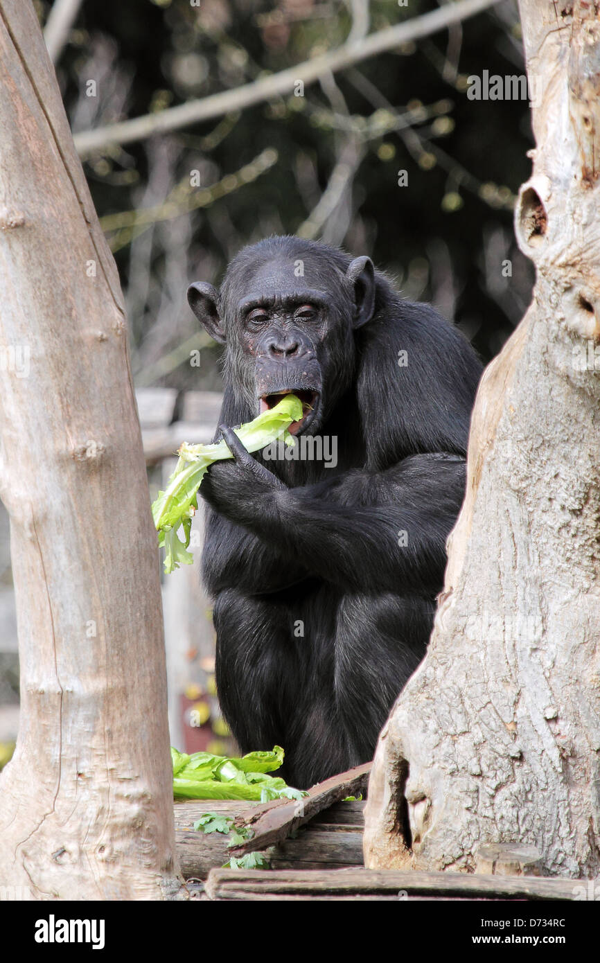 A chimpanzee (Pan Troglodytes) in a zoo, eating a vegetable Stock Photo