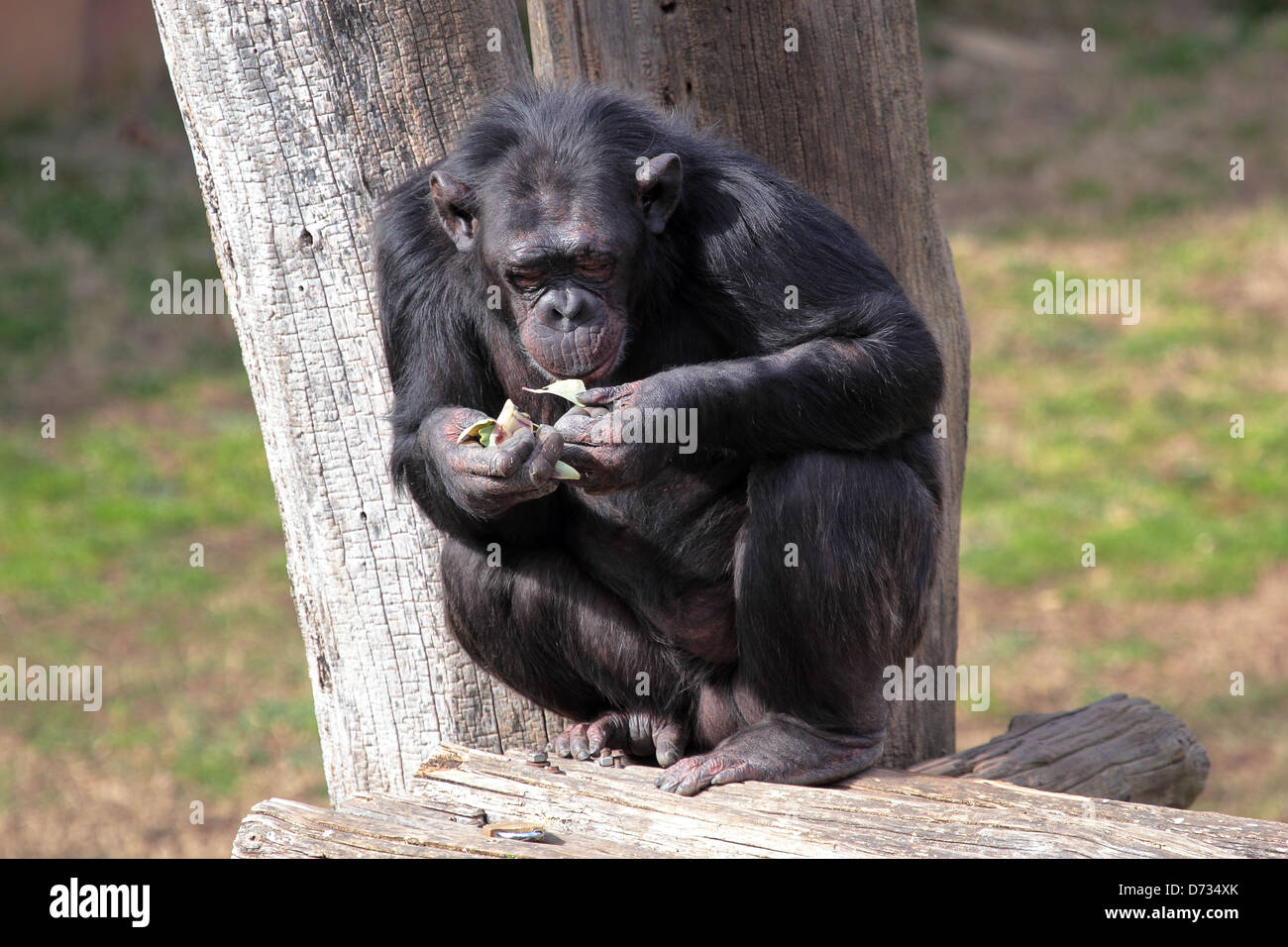 A chimpanzee (Pan Troglodytes) in a zoo, eating a vegetable Stock Photo