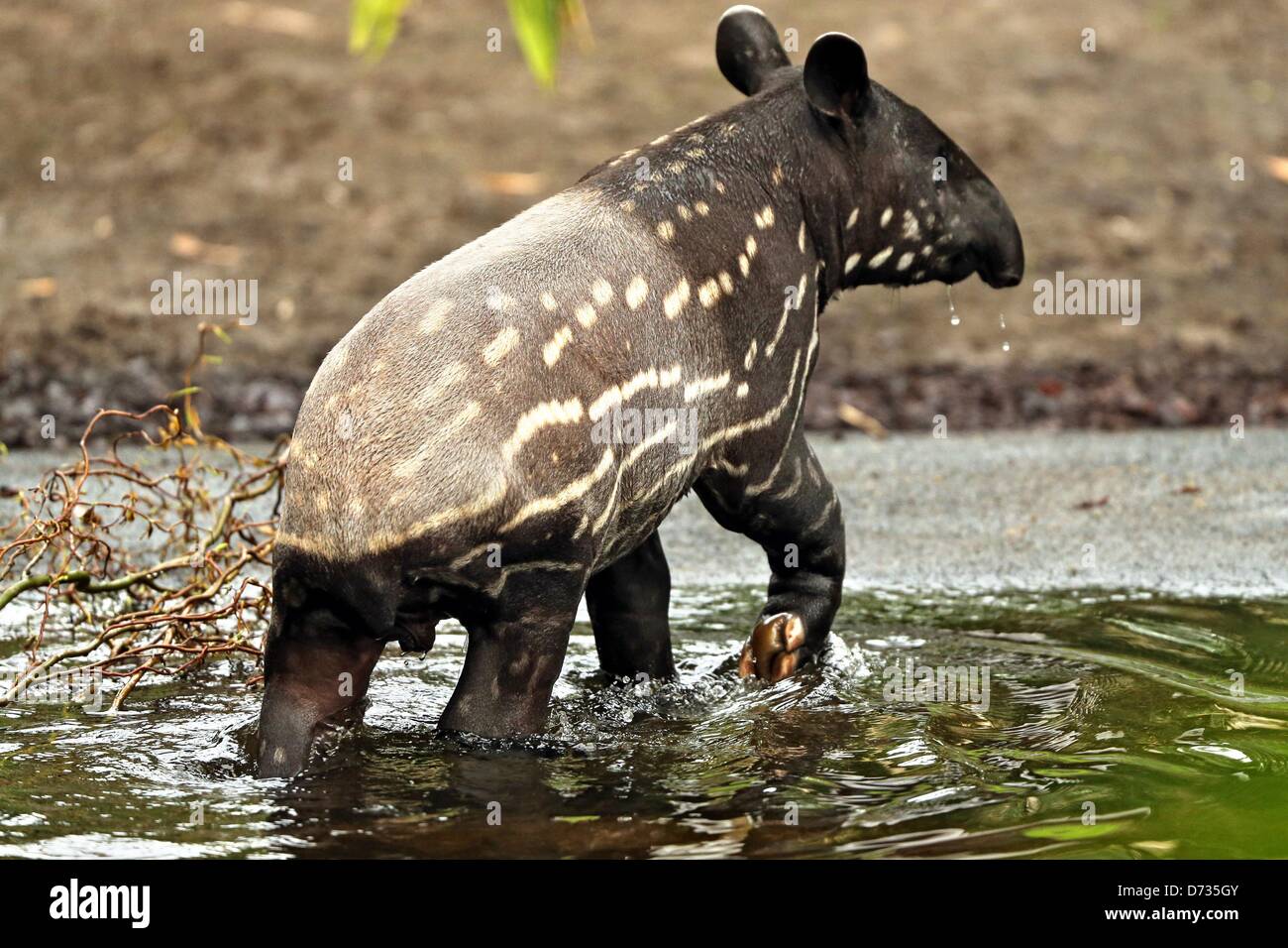 Baby tapir hi-res stock photography and images - Page 3 - Alamy