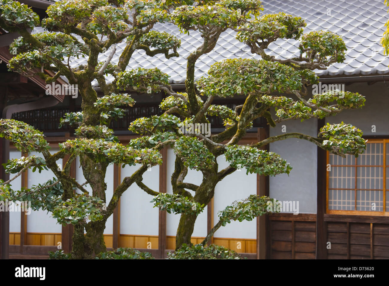 Traditional house with well trimmed pine tree, Okayama, Japan Stock Photo