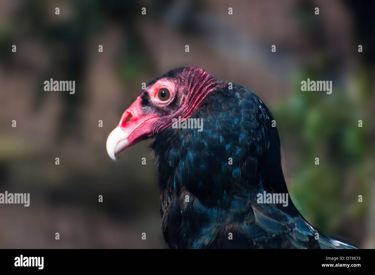 Closeup of a Turkey Vulture Stock Photo Alamy