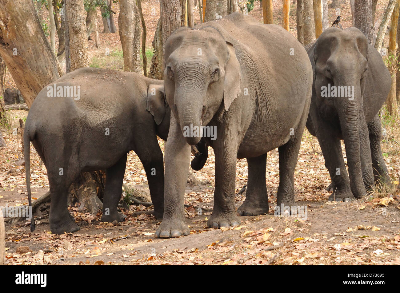 Indian Elephants ( Elephas maximus indicus ) Stock Photo