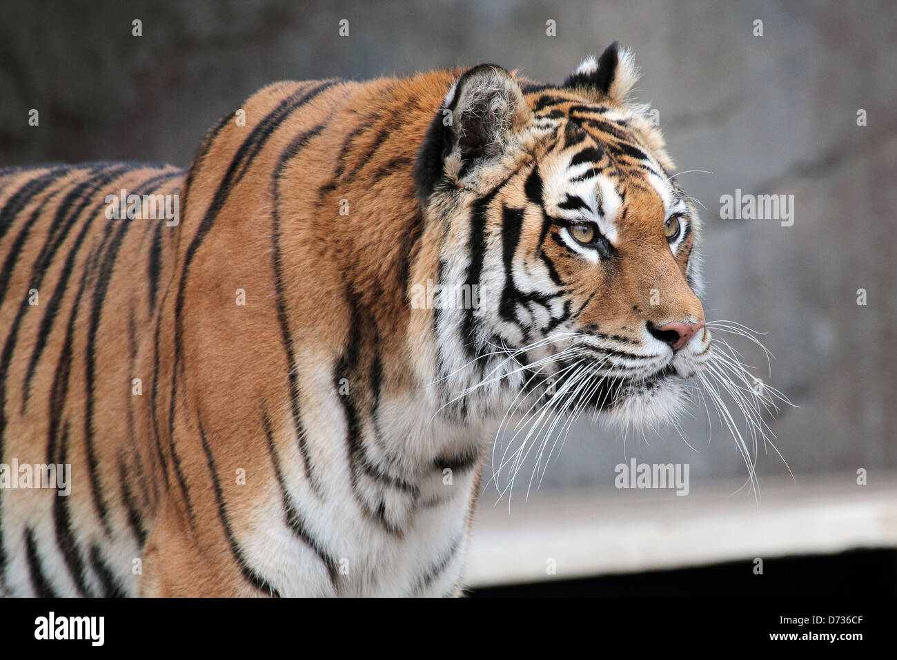 A lion watches a white Bengal tiger and a Siberian tiger staring at each  other in