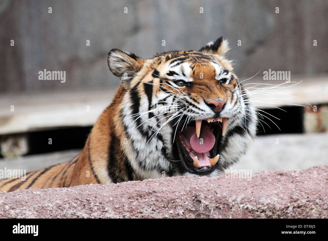 A Siberian tiger (Panthera tigris altaica) roaring with the mouth wide open and showing his dangerous teeth Stock Photo