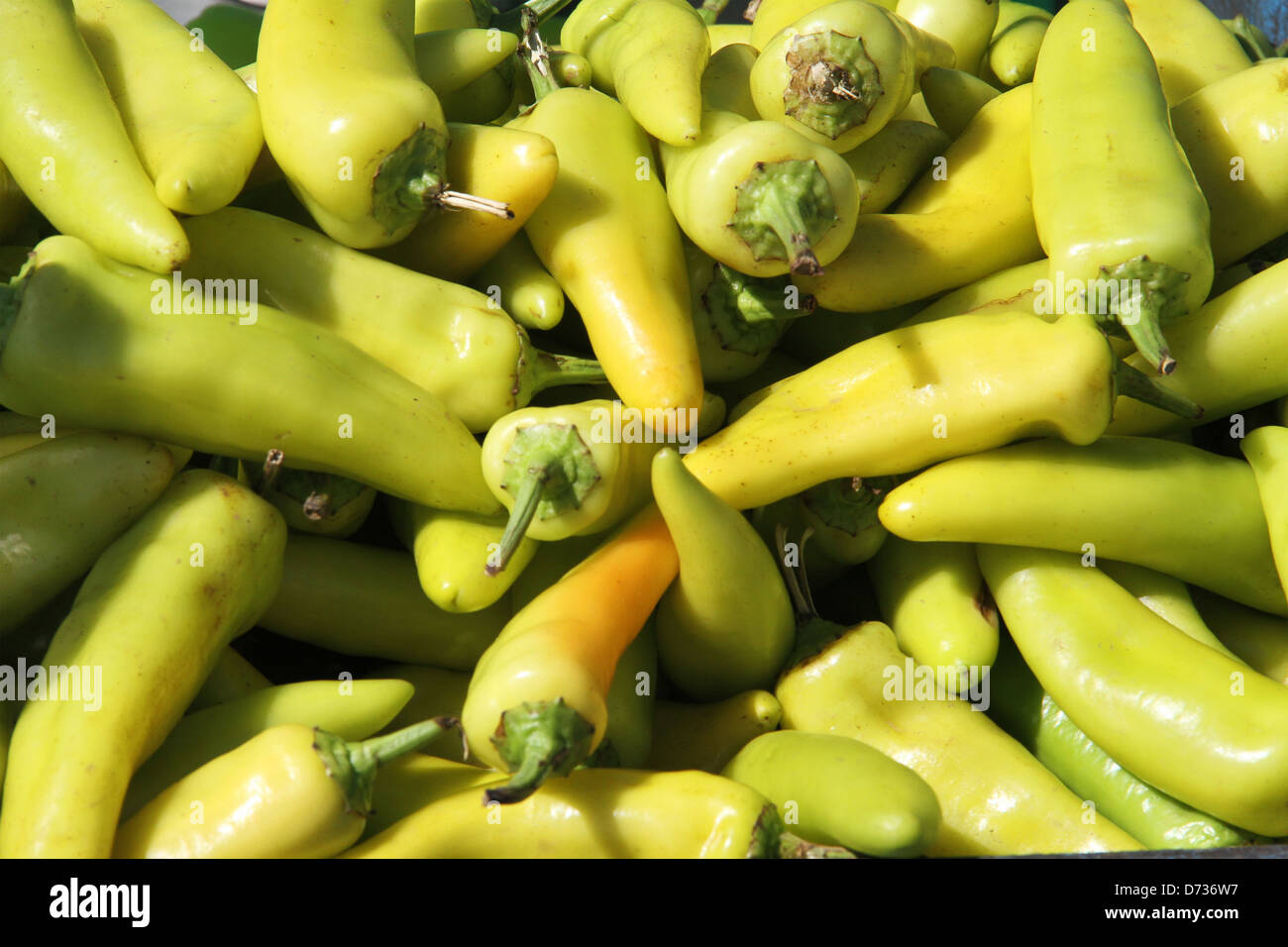 Big green chillies Stock Photo Alamy