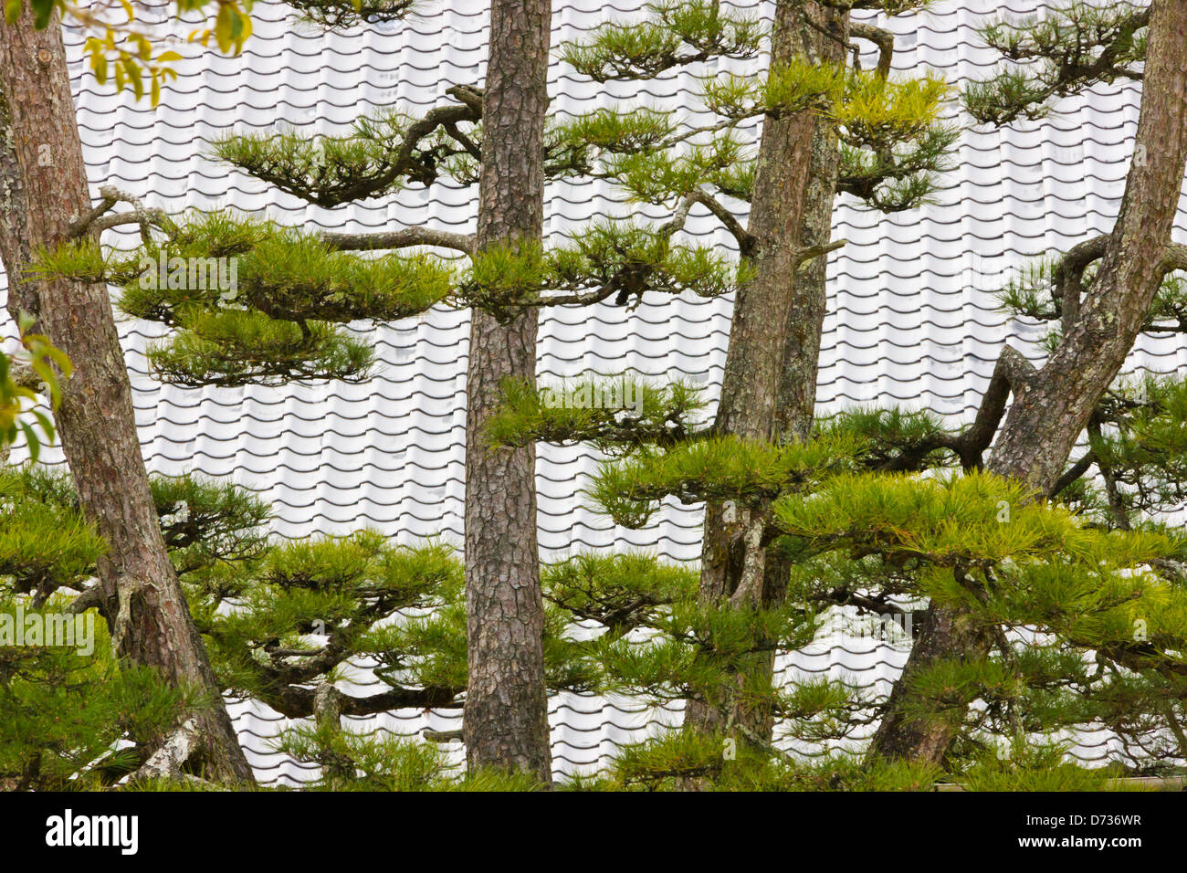 Pine tree with tiled roof, Miyajima, Japan Stock Photo