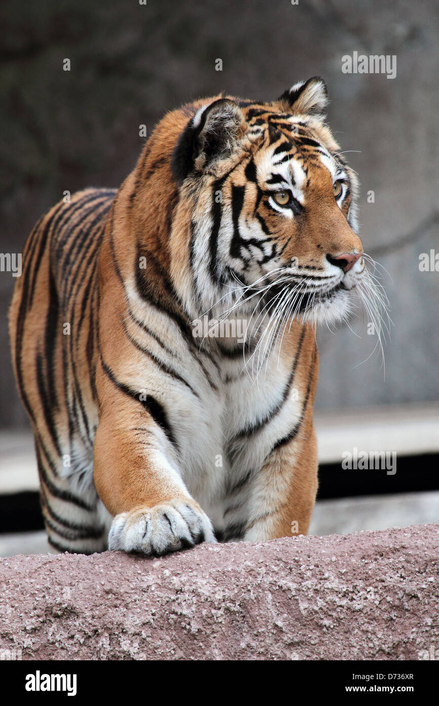 A Siberian tiger (Panthera tigris altaica) approaching, looking at something Stock Photo