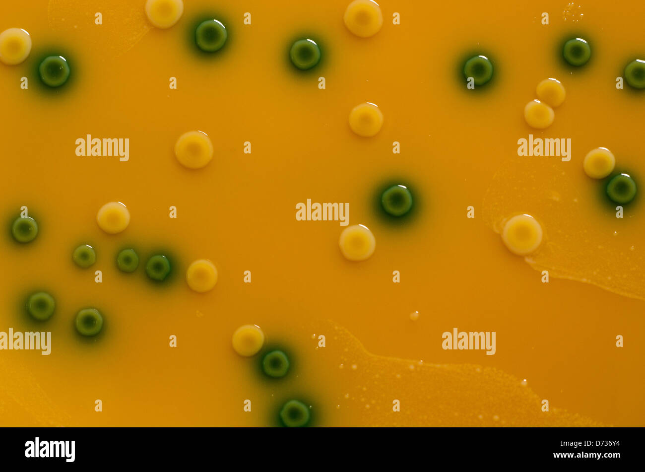 Petri dish with bacteria Listeria monocytogenes Stock Photo Alamy