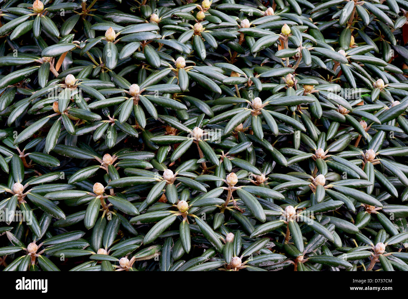 Rhododendron buds and leaves Stock Photo Alamy
