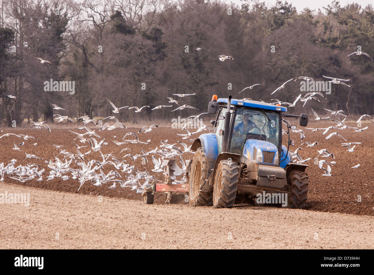 Seagulls following tractor ploughing farmland, Norfolk, England, UK