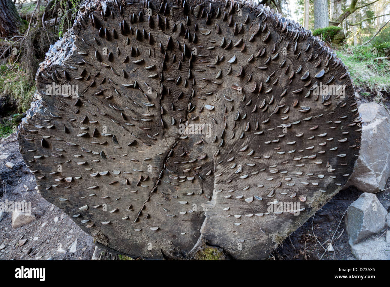 Coins in a tree trunk at Tarn Hows, near Hawkshead, Lake Dsitrict, Cumbria Stock Photo