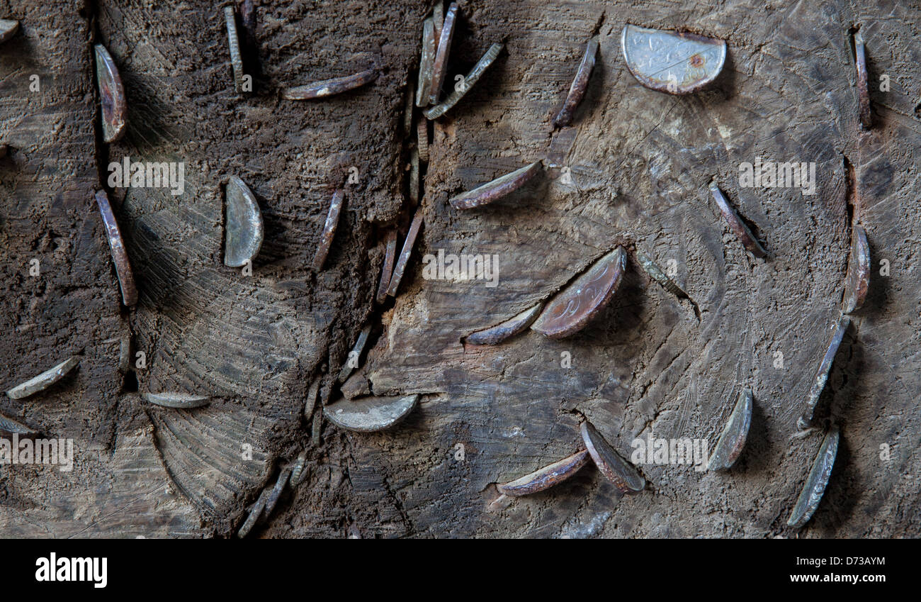 Coins in a tree trunk at Tarn Hows, near Hawkshead, Lake Dsitrict, Cumbria Stock Photo