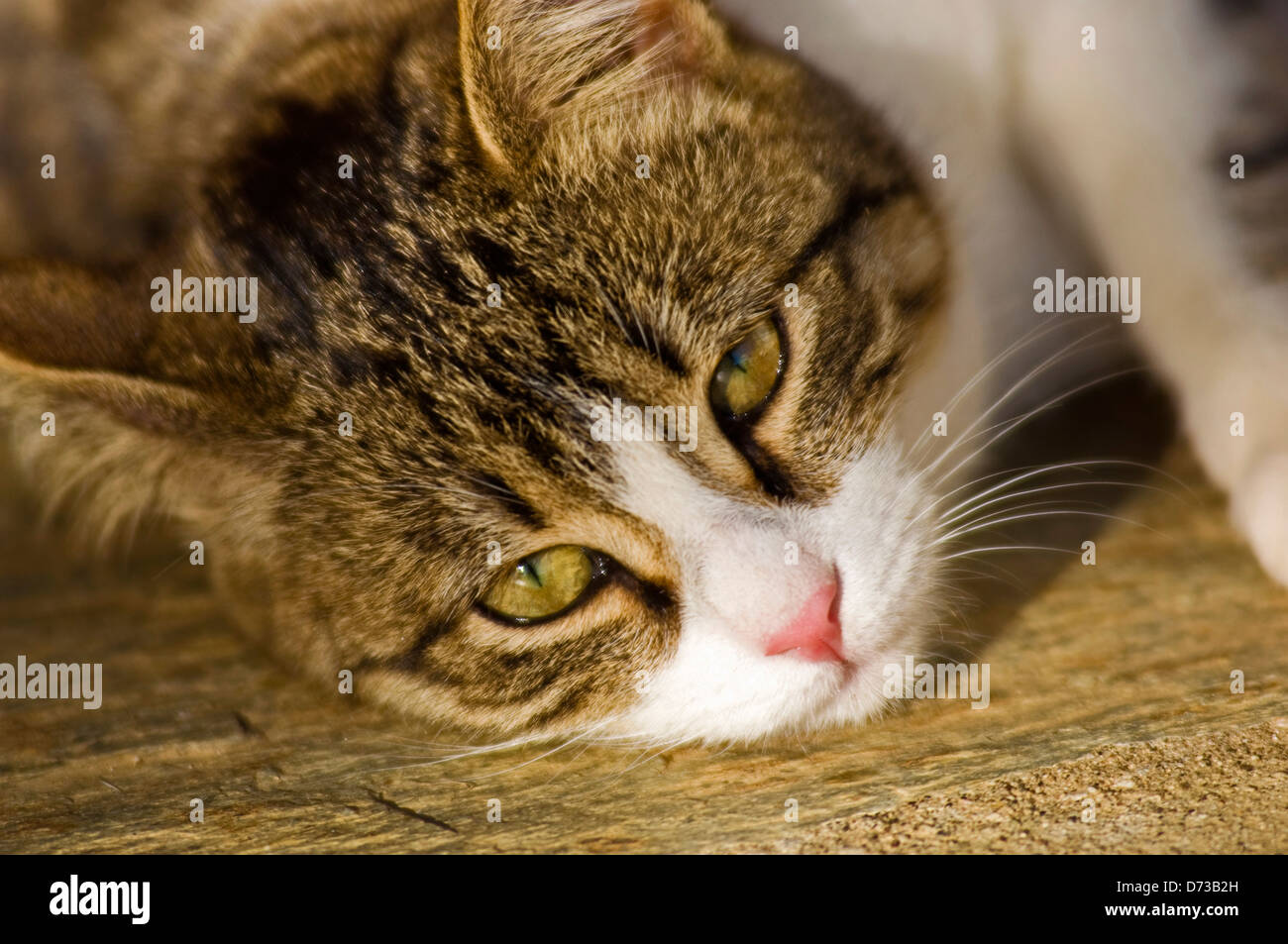 Young cat lying on the floor looking at camera Stock Photo