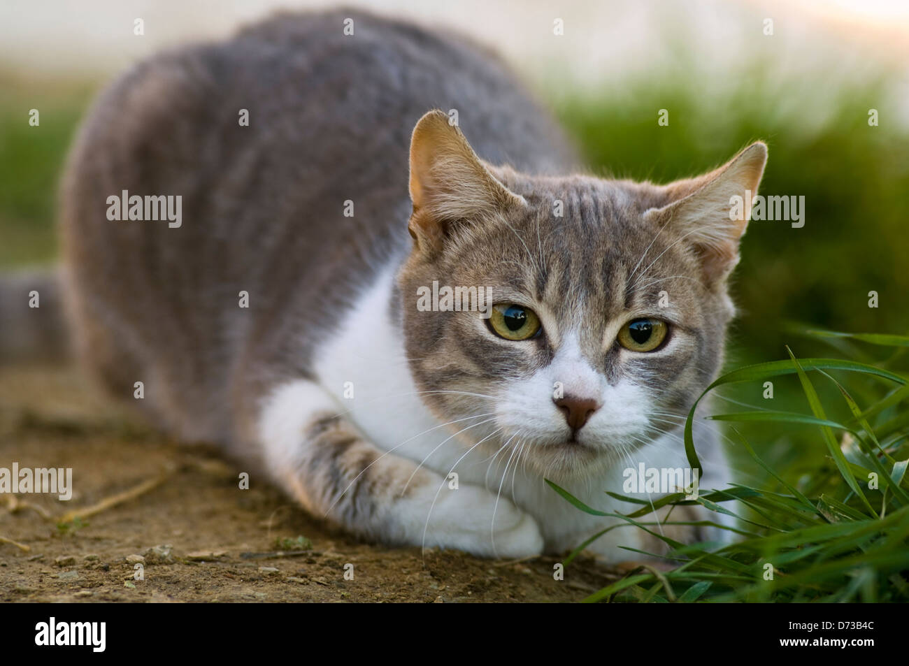 Cat lying in grass and looking at camera Stock Photo