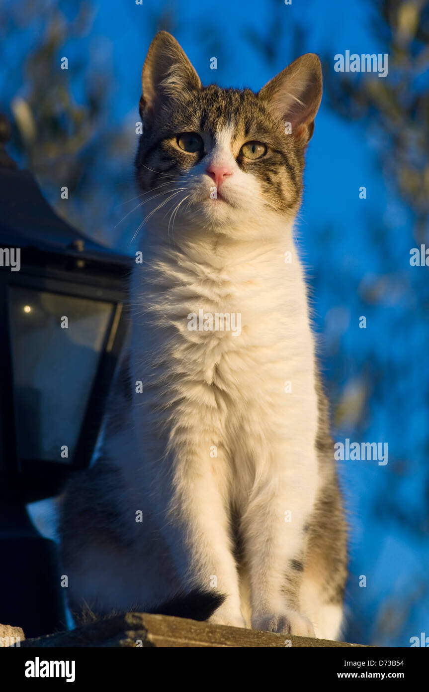 Cat sitting beneath a tree against blue sky Stock Photo