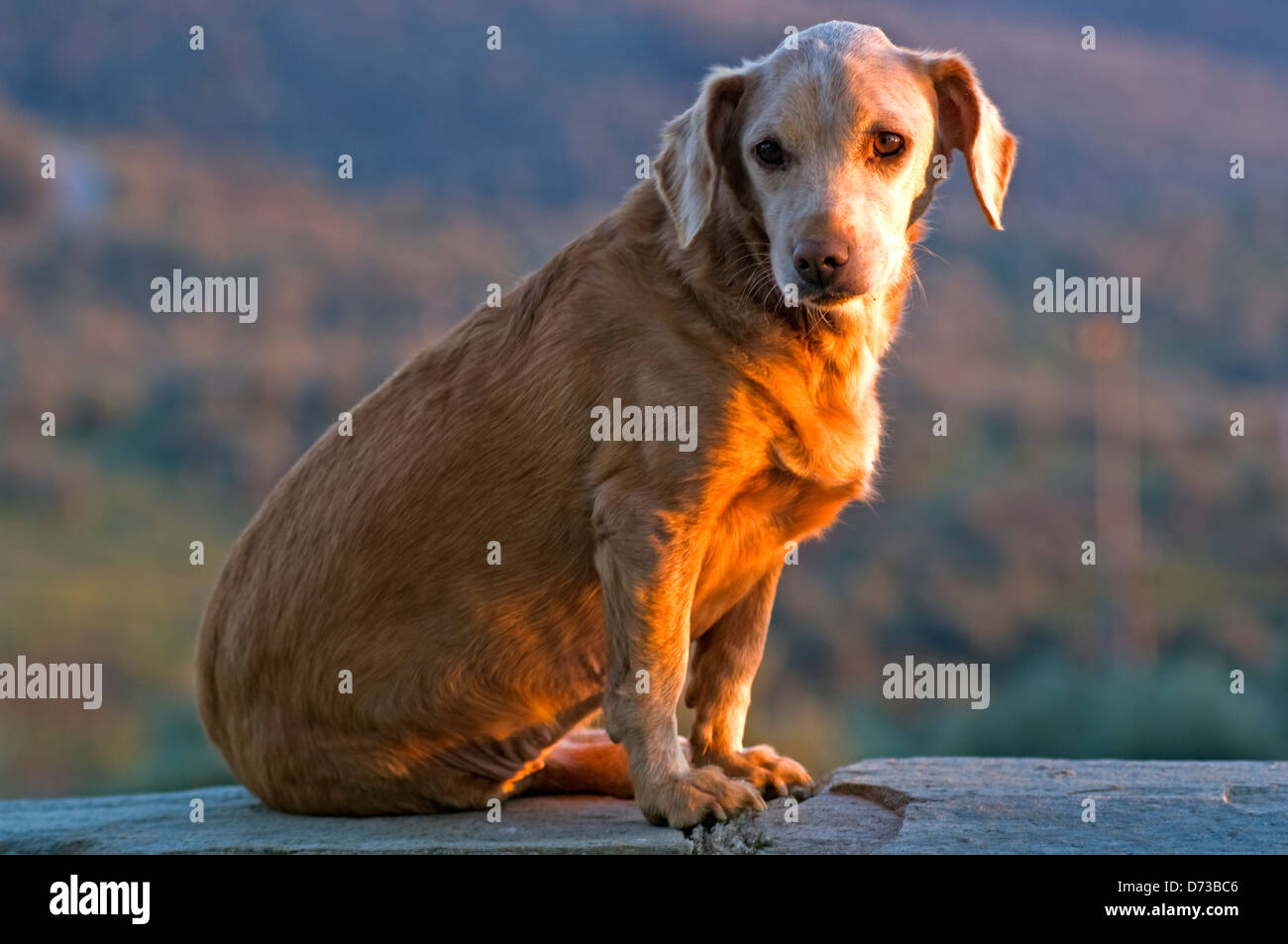 Dachshund sitting on wall in evening sun Stock Photo - Alamy - Dachshund Wall Mount For Small Balconies