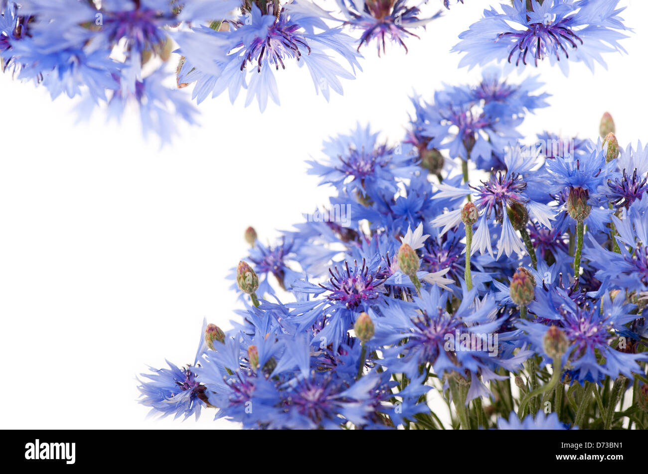 blue cornflower flowerheads isolated on white Stock Photo