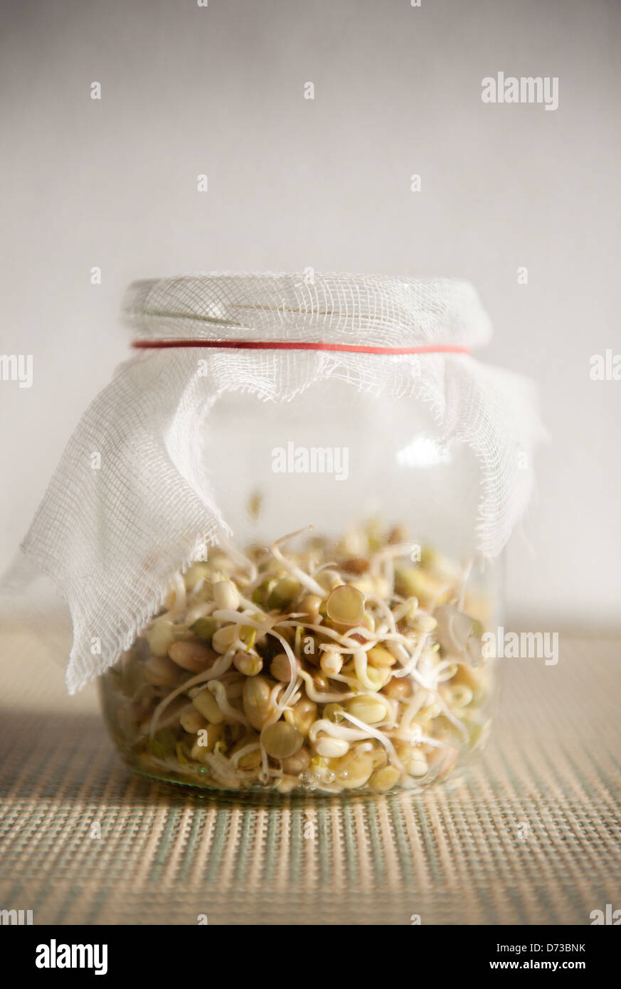growing sprouts mix in glass jar with bandage Stock Photo