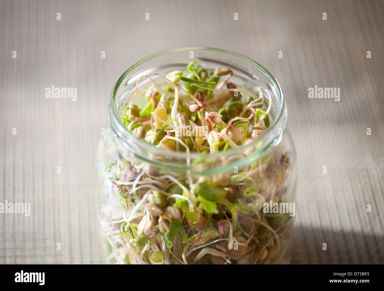Mix of cereal sprouts growing in glass jar Stock Photo