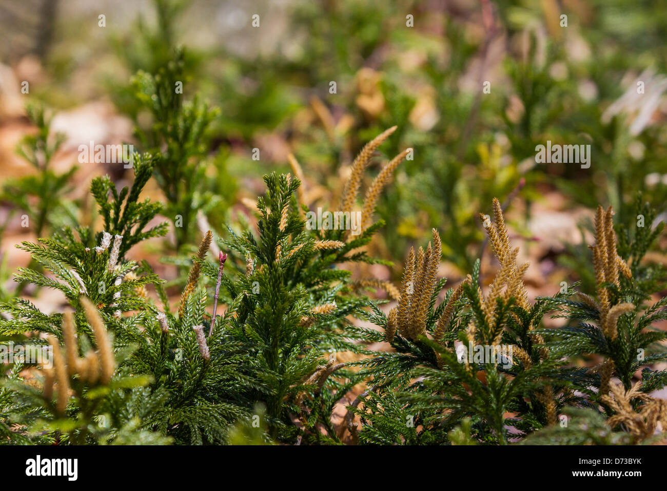 Ground Pine or princess pine growing in a sunny woodland opening Stock