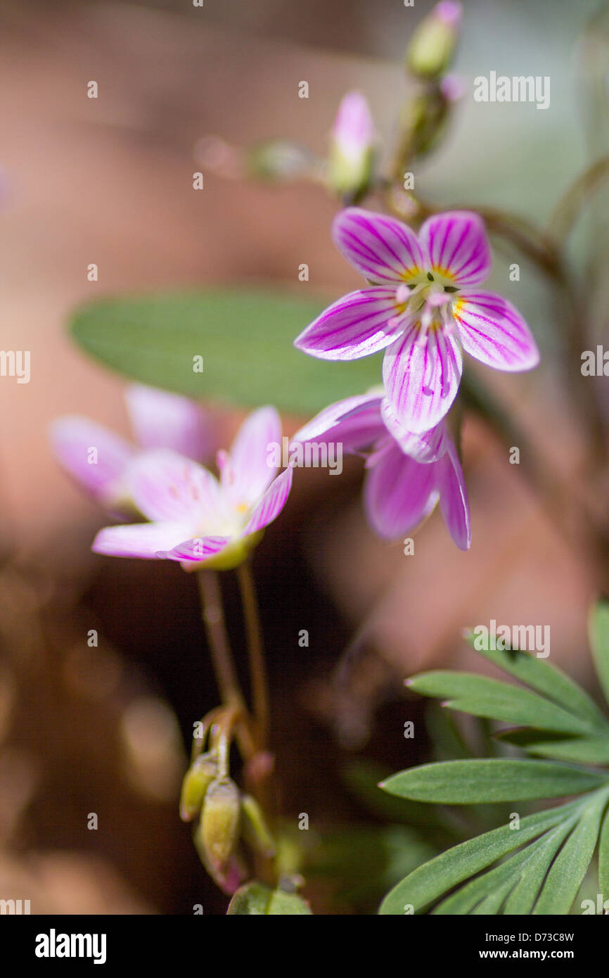 Beautiful Spring Beauty blossoms in the springtime. Stock Photo