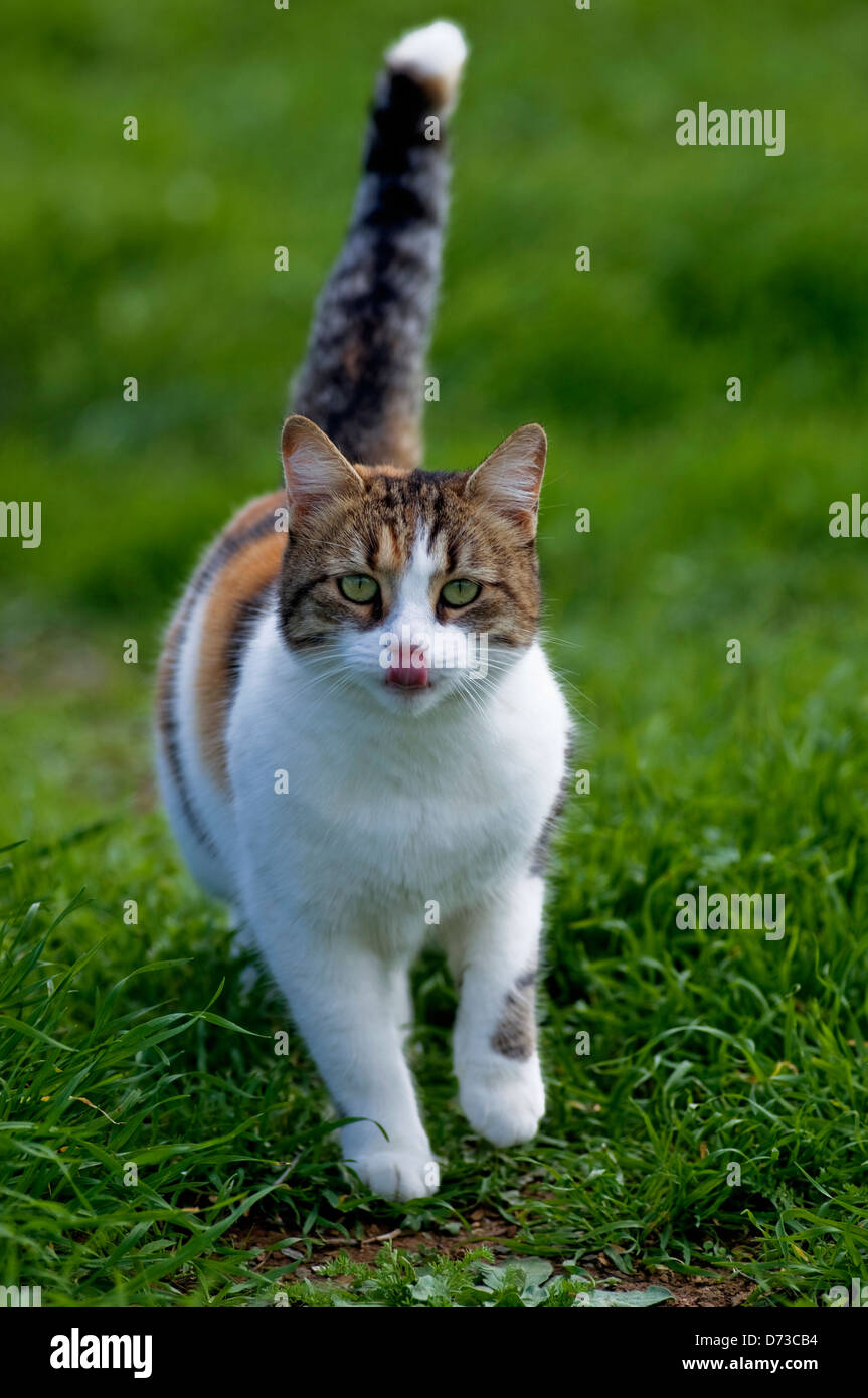 Calico cat  walking on grass holding tail up Stock Photo