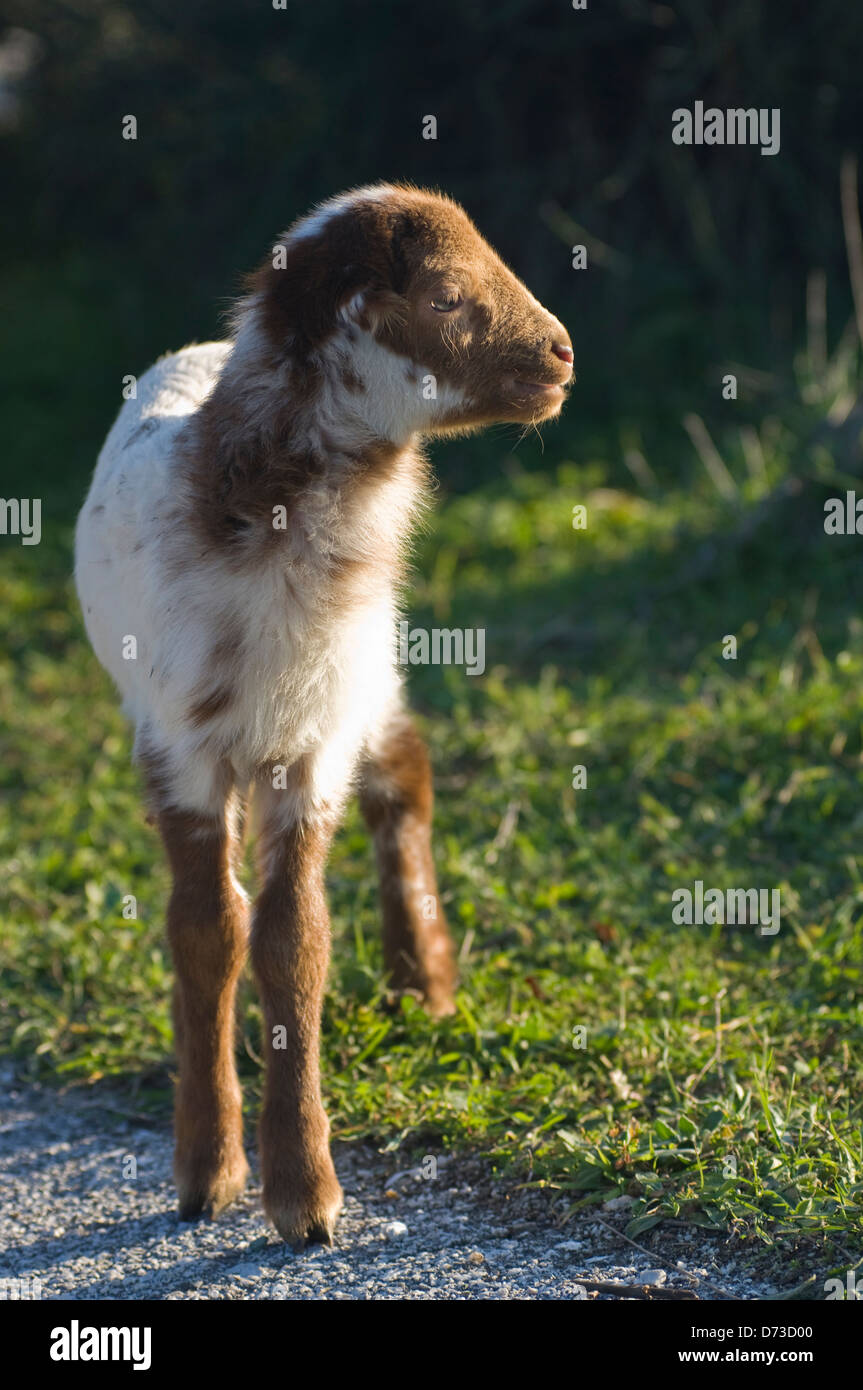 Cute lambs pictures hires stock photography and images Alamy