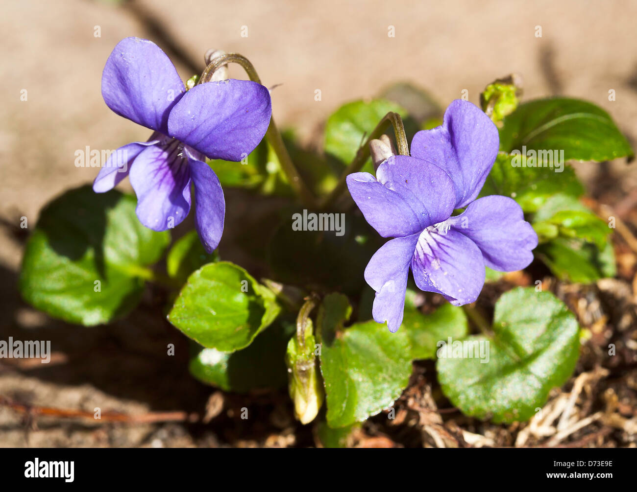 A Clump of Dog Violets Flowering in a Cheshire Garden England United Kingdom UK Stock Photo