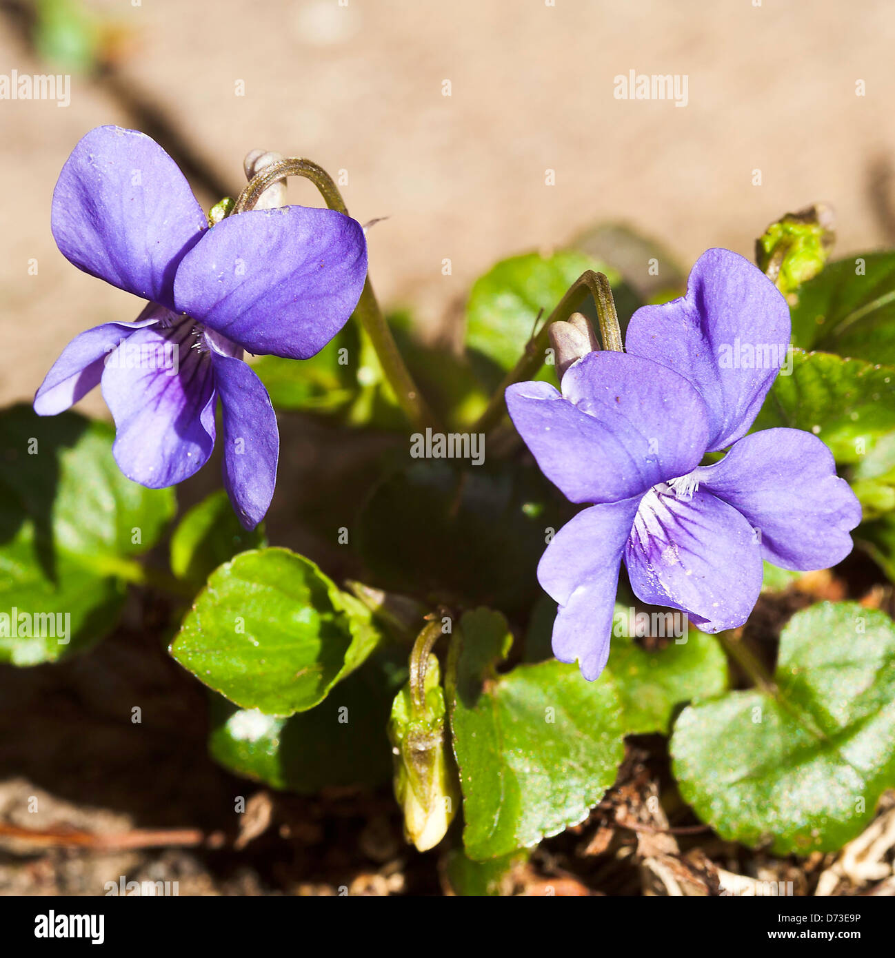 A Clump of Dog Violets Flowering in a Cheshire Garden England United Kingdom UK Stock Photo