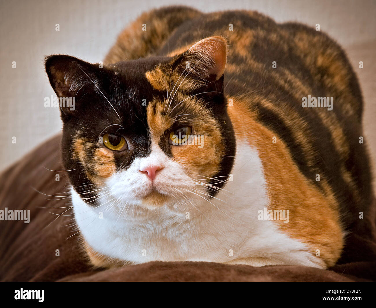 Cat on cushion Stock Photo - Alamy