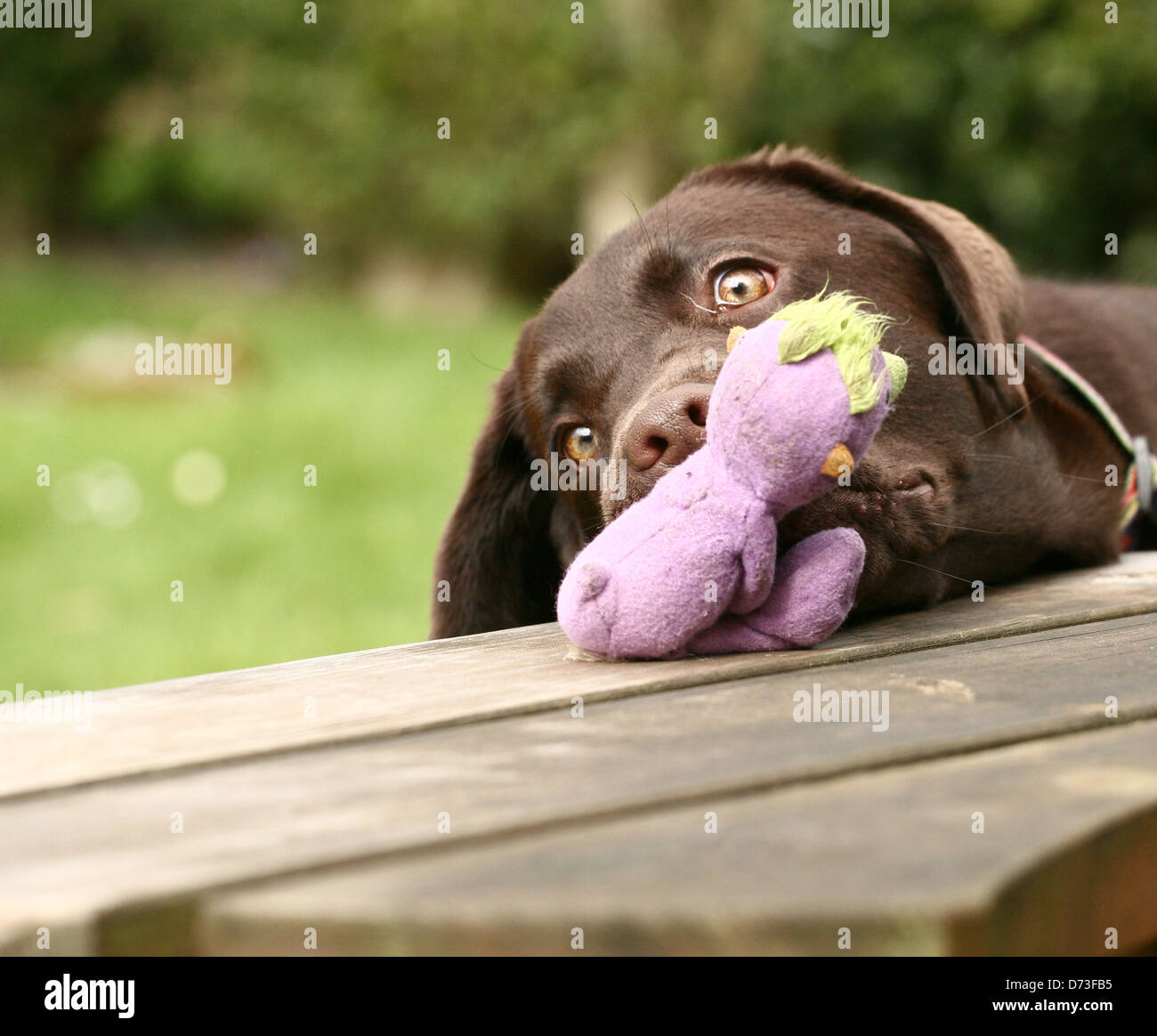 Brown labrador stealing a toy Stock Photo