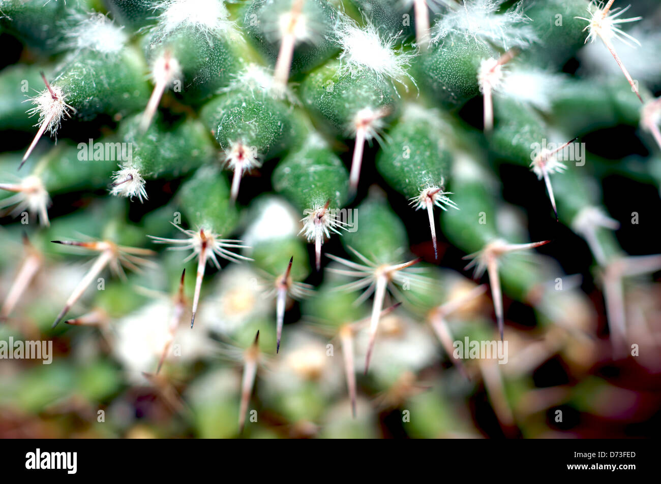 Close up cactus spines Stock Photo Alamy
