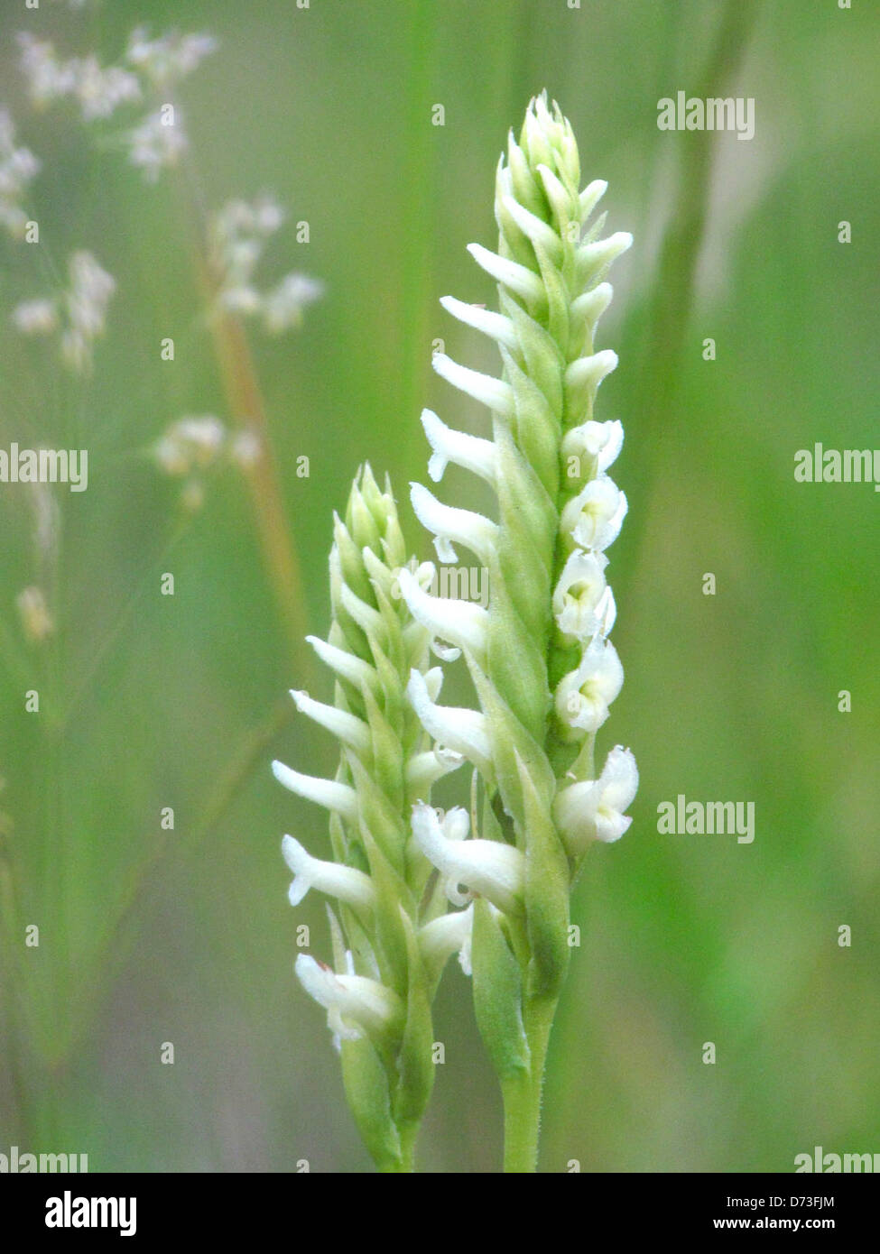 Hooded Ladies' Tresses Stock Photo Alamy