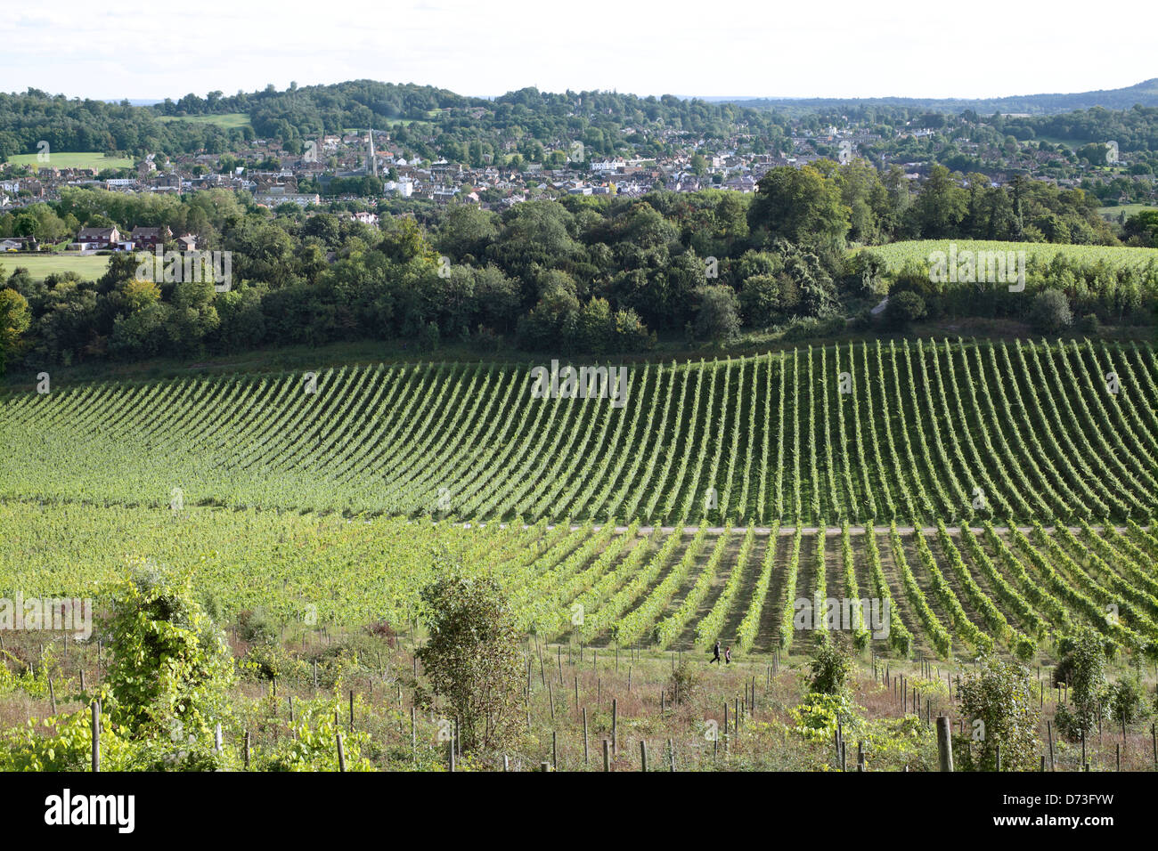 Part of a vineyard on the North Downs near Dorking, Surrey, England. Stock Photo