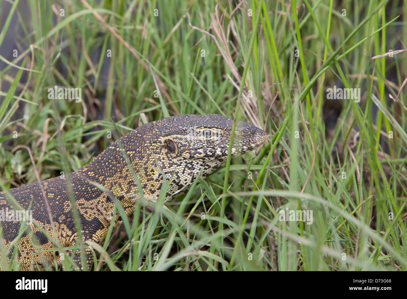 Nile Monitor in wetlands Stock Photo